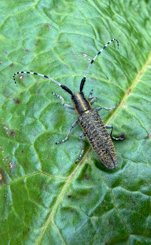 Golden-bloomed Longhorn Beetle