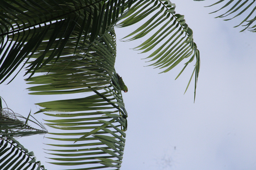 White-eyed Parakeet
