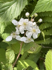 Rubus canadensis, photograph author not stated, no rights reserved