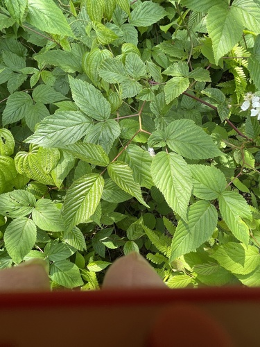 Rubus canadensis, photograph 5