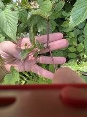 Rubus canadensis, photograph author not stated, no rights reserved