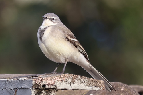 iNaturalist image