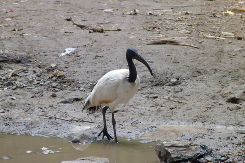iNaturalist image