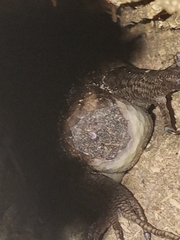 Plestiodon laticeps