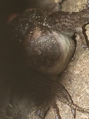 Plestiodon laticeps