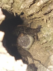 Plestiodon laticeps