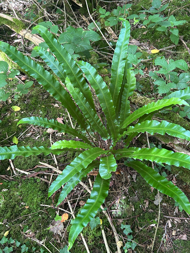 Hart's-tongue fern