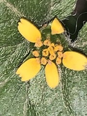 Calyptocarpus vialis