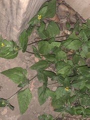 Calyptocarpus vialis