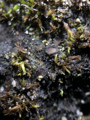 Enchylium limosum