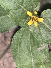 Calyptocarpus vialis