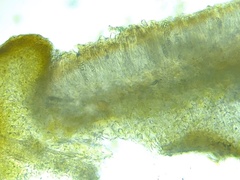 Enchylium limosum