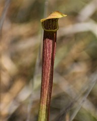 Sarracenia rubra
