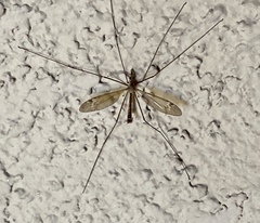 Tipula