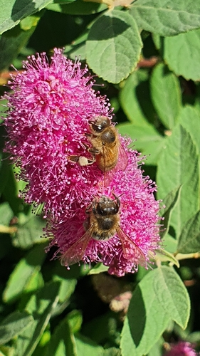 Western Honey Bee
