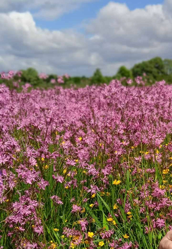 ragged-robin