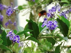 Bombus eximius