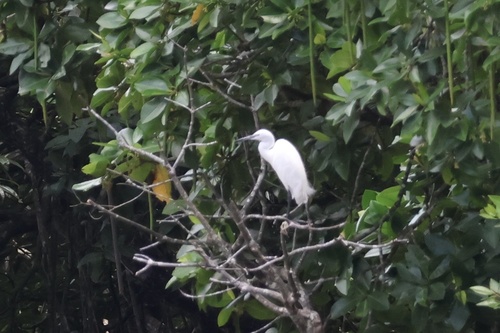 iNaturalist image