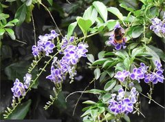 Bombus eximius