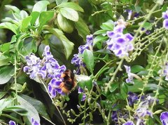 Bombus eximius