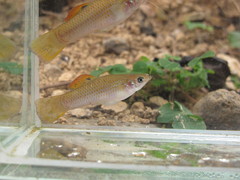 Poecilia salvatoris