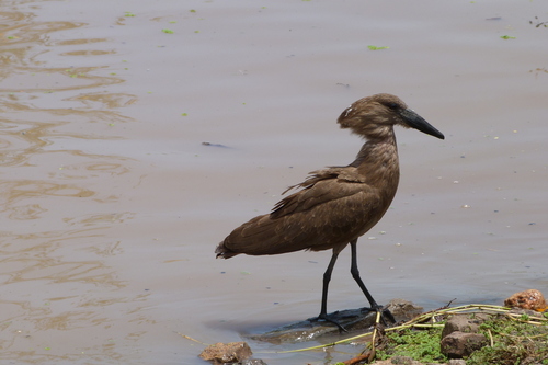 iNaturalist: (c) Francisco J. Serrano Eizaguerri, some rights reserved (CC BY-NC), uploaded by Francisco J. Serrano Eizaguerri iNaturalist image