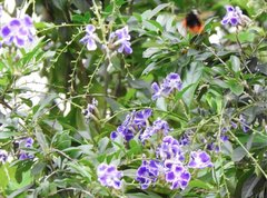 Bombus eximius