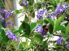 Bombus eximius