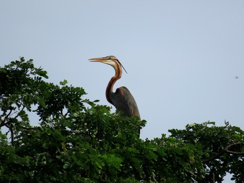 iNaturalist image