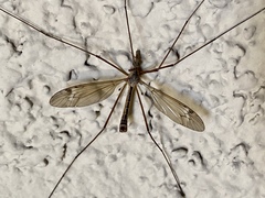 Tipula