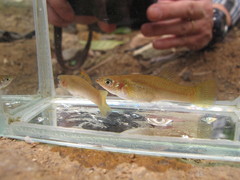 Poecilia salvatoris