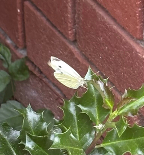 Cabbage White