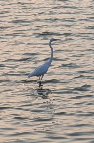 Great Egret