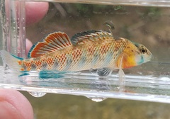 Etheostoma spectabile