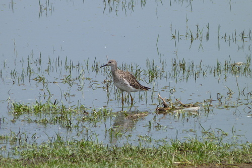 iNaturalist image