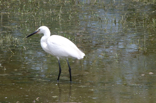 iNaturalist: (c) Francisco J. Serrano Eizaguerri, some rights reserved (CC BY-NC), uploaded by Francisco J. Serrano Eizaguerri iNaturalist image