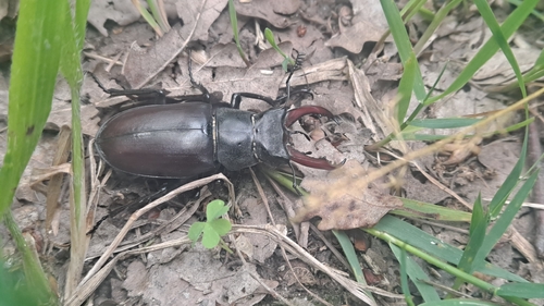 Lucanus cervus