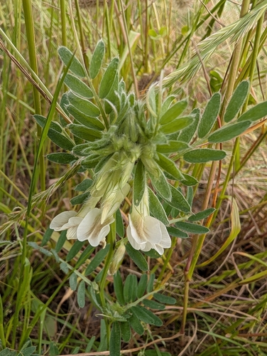 Vicia pannonica