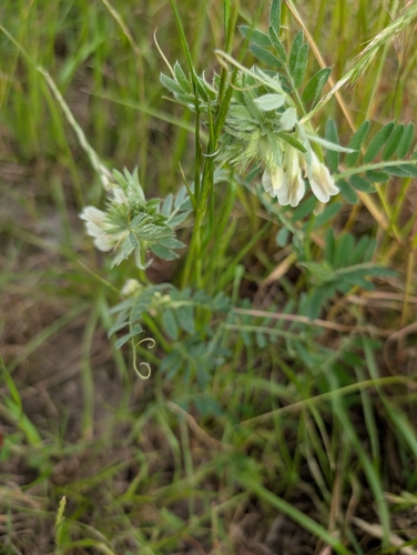 Vicia pannonica, photograph 2