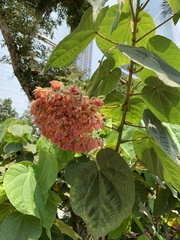 Dombeya wallichii