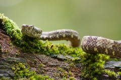 Bothrops taeniatus