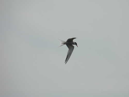 iNaturalist image
