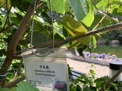 Dombeya wallichii