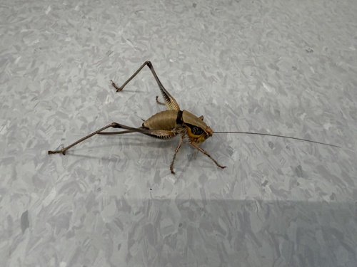 Greek Marbled Bush-cricket