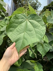 Dombeya wallichii