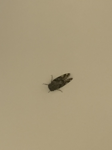 Kaempfer Cicada