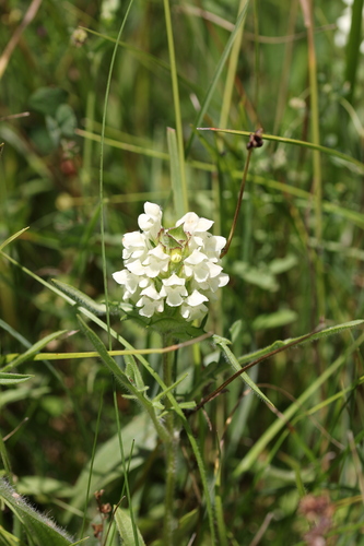 Cut-leaved Selfheal