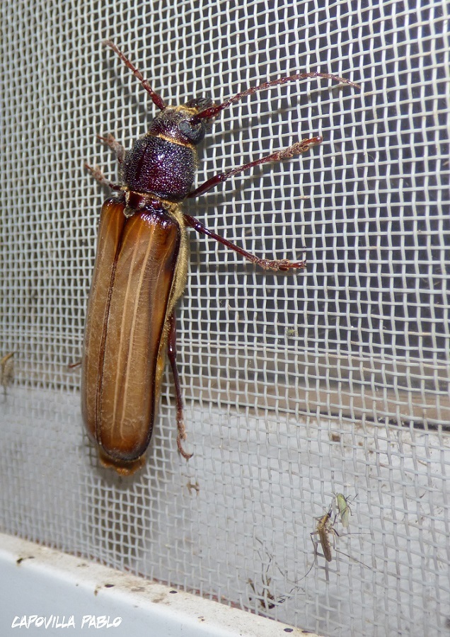 Torneutes pallidipennis