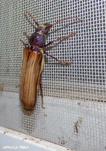 Torneutes pallidipennis
