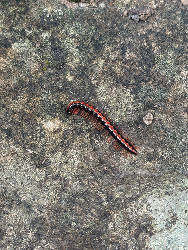 Orange Rosary Millipede